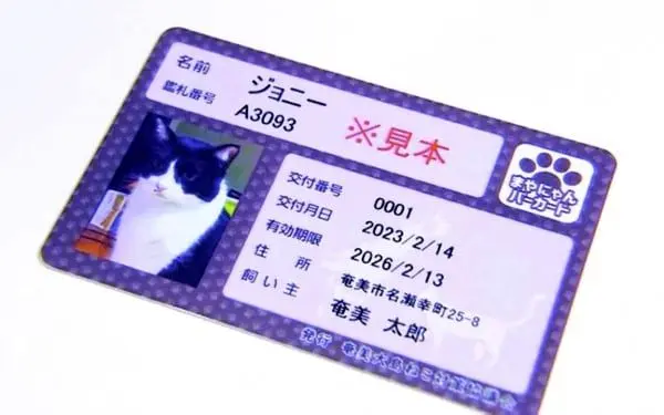گربه‌های ژاپنی در صدر خوشبخت‌ترین‌ها؛ کارت شناسایی دولتی الزامی شد