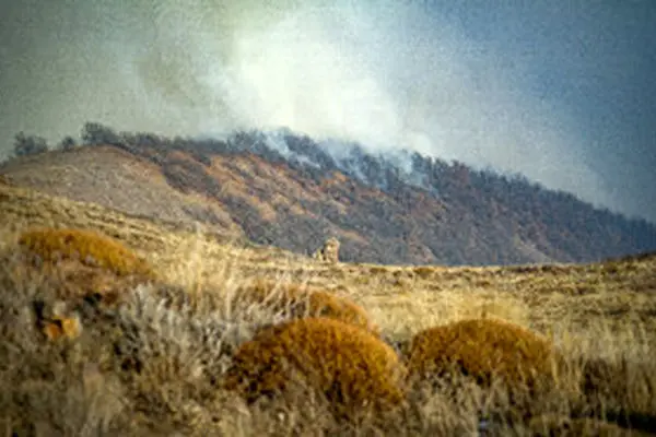 مهار آتش سوزی جنگل‌های الیت با ۱۱۵ عملیات بالگردها و ۱۳ پرواز ایلیوشین