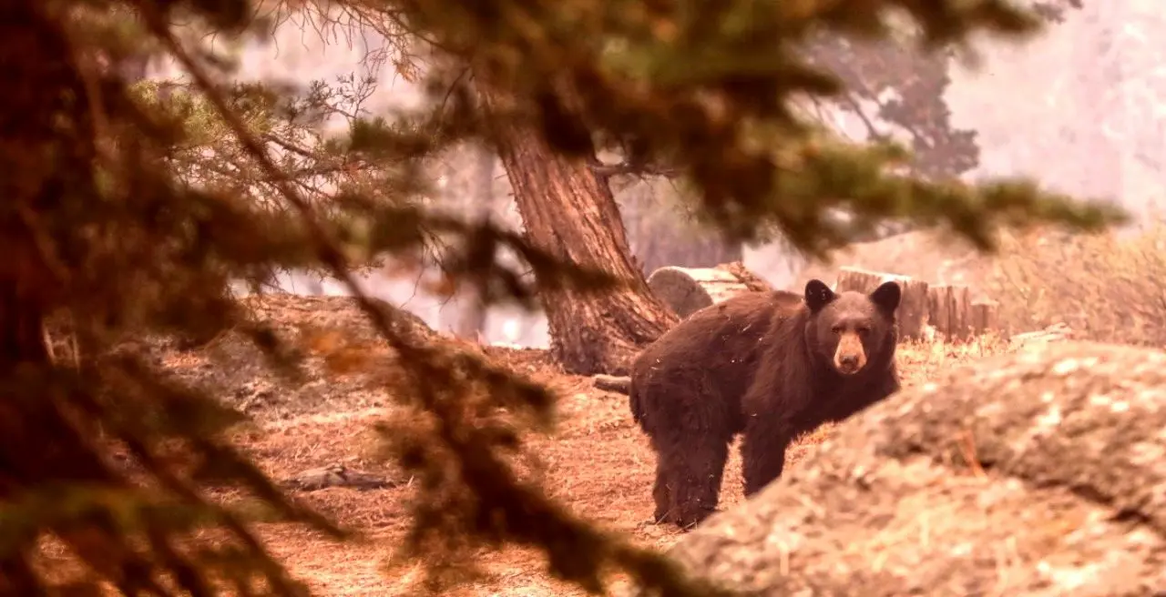خرس در کوه کلار‌ به جوان ۳۰ ساله حمله کرد/ پرواز بالگرد اورژانس برای نجات مصدوم
