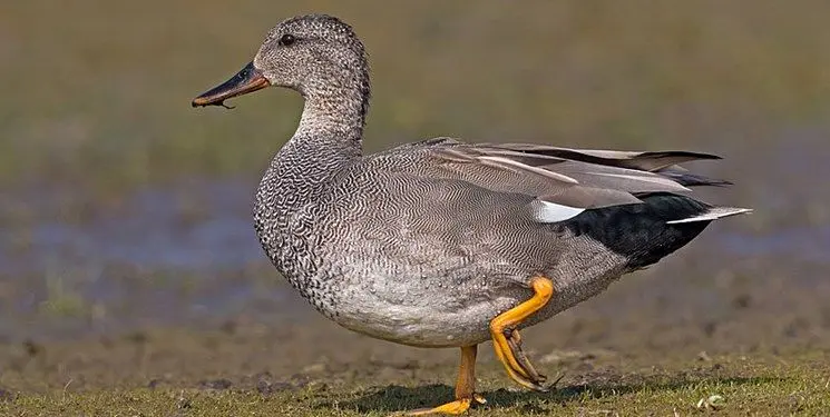 دستگیری ۲ شکارچی گونه‌های اردک در اصلاندوز