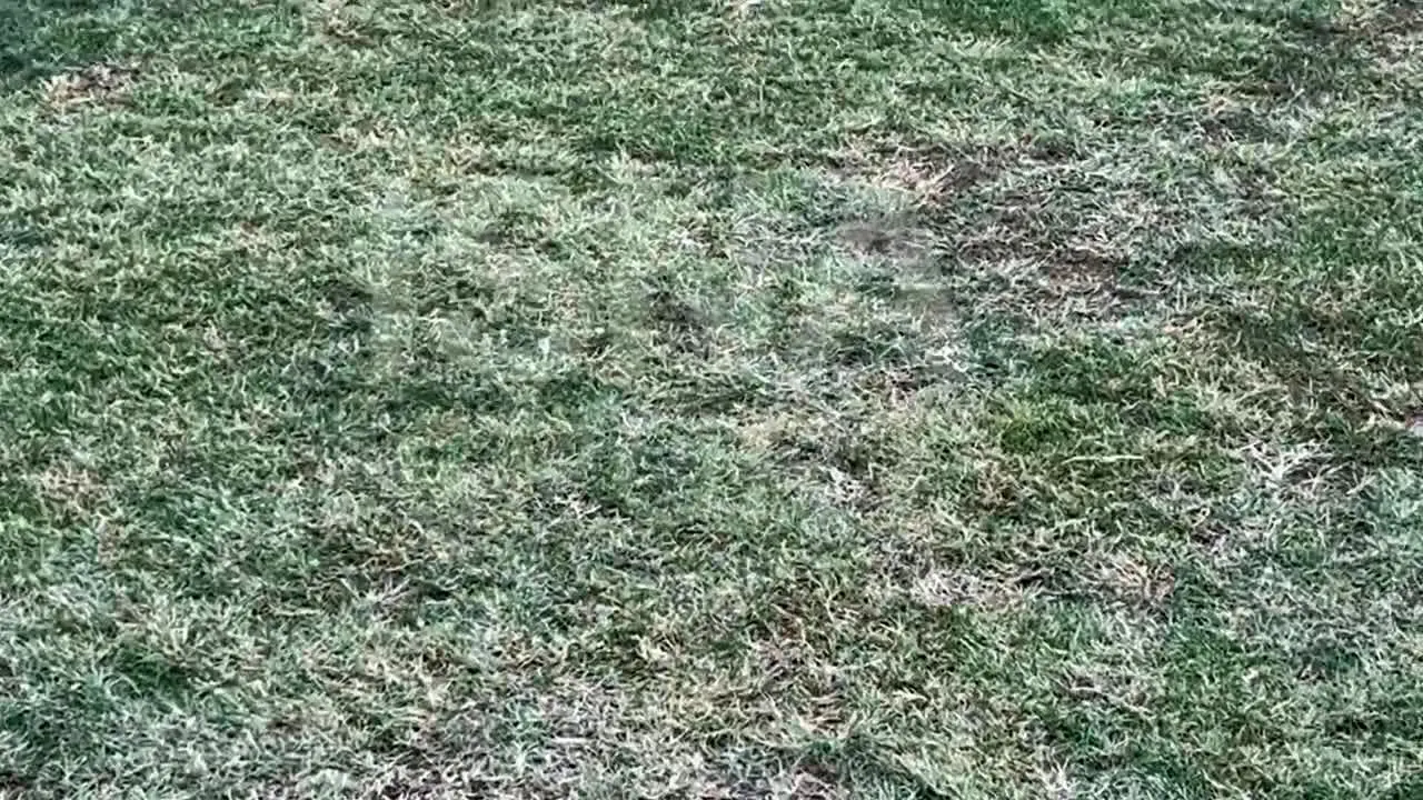 ببینید| کیفیت بسیار پایین چمن ورزشگاه تختی قبل دیدار چادرملو-پرسپولیس!