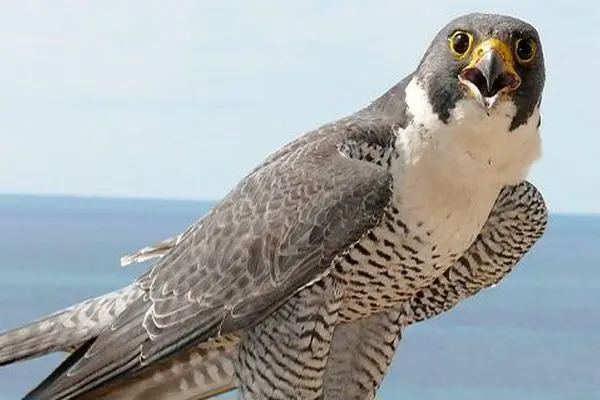 قاچاقچیان پرندگان کمیاب در دام مرزبانان