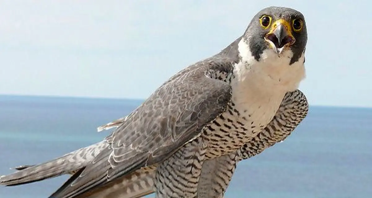 قاچاقچیان پرندگان کمیاب در دام مرزبانان