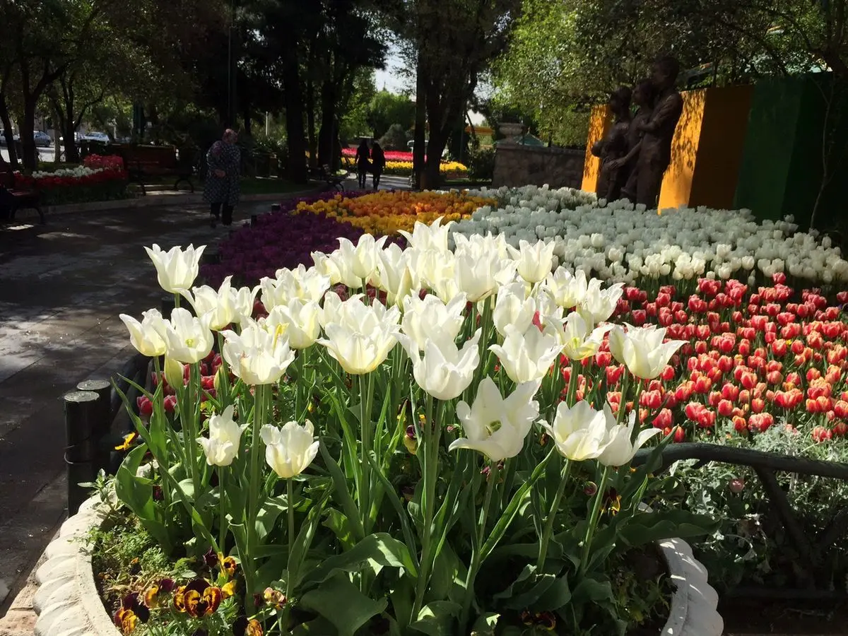 کاشت ۲۵ هزار گل لاله در بهشت زهرا در بهمن ماه