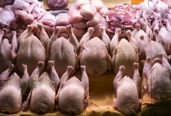 قیمت مرغ امروز پنجشنبه ۱۳ آذر ۱۴۰۴