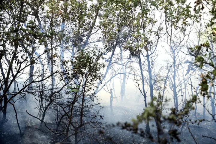 ورود به جنگل‌های هیرکانی، زاگرس و ارسباران ممنوع شد