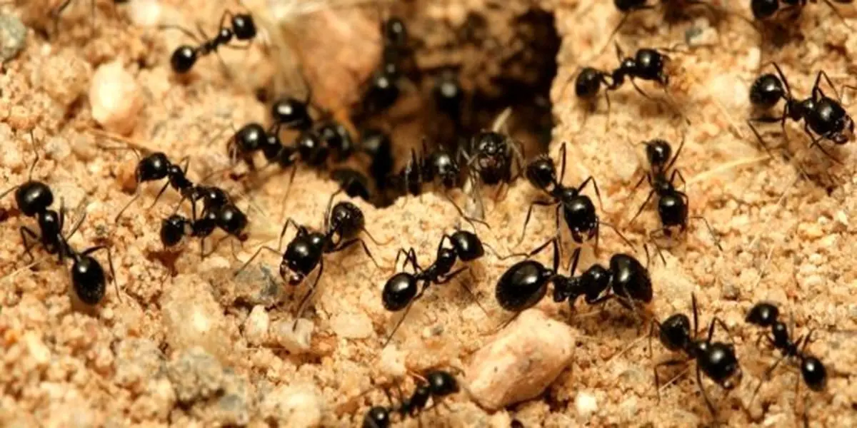 چگونه مورچه‌ها را فراری دهیم؟