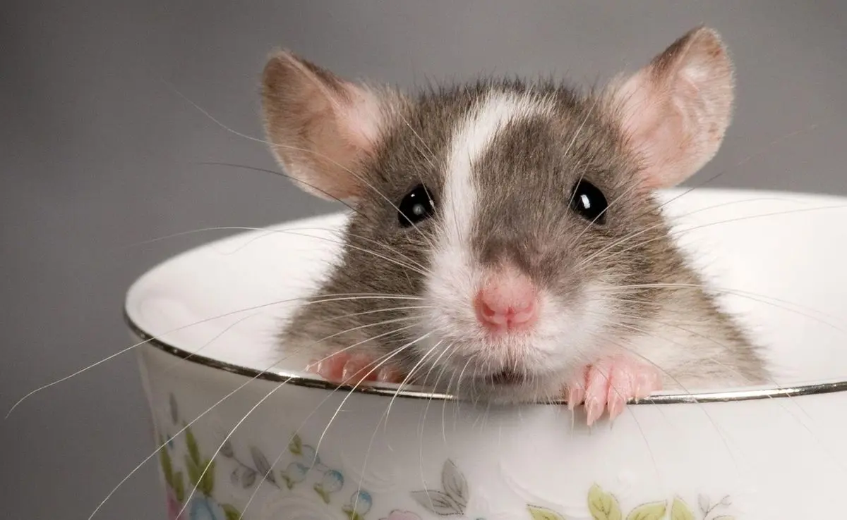 برای اولین‌بار؛ جهان از نگاه موش‌ها چگونه است؟ + ویدئو
