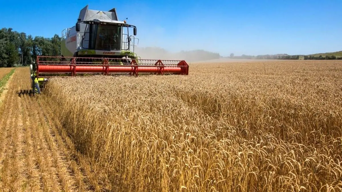 اعلام قیمت پیشنهادی کشاورزان برای خرید گندم تضمینی+جزئیات