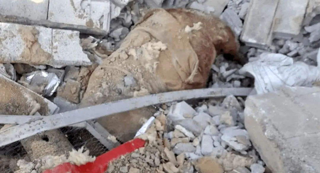 حمله دشمن اسرائیلی_ آمریکایی به سوله نگهداری اسب در تبریز