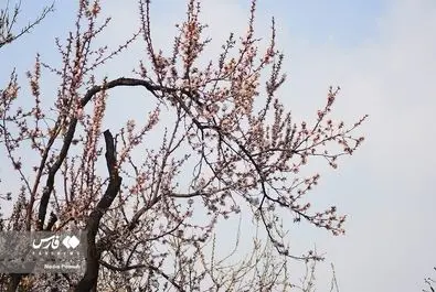 شکوفه‌های بهاری