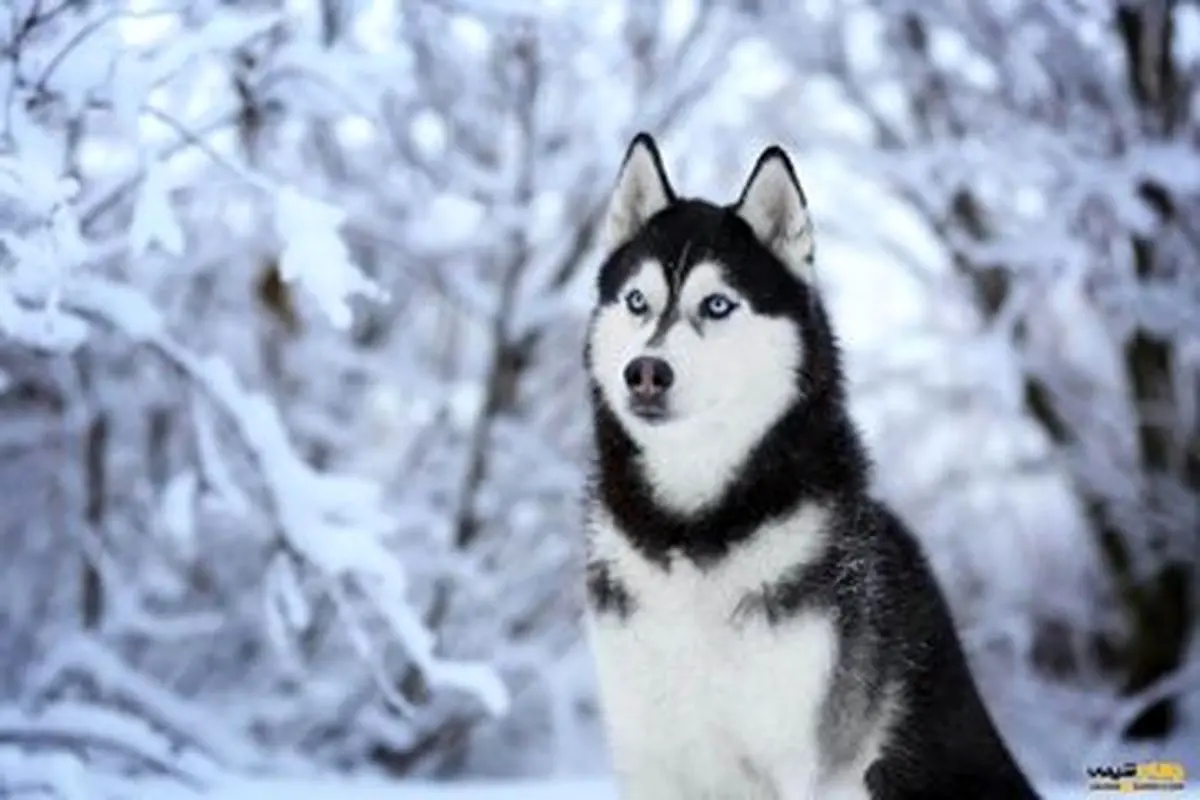 ماجرای وارادت سگ و گربه چه بود؟