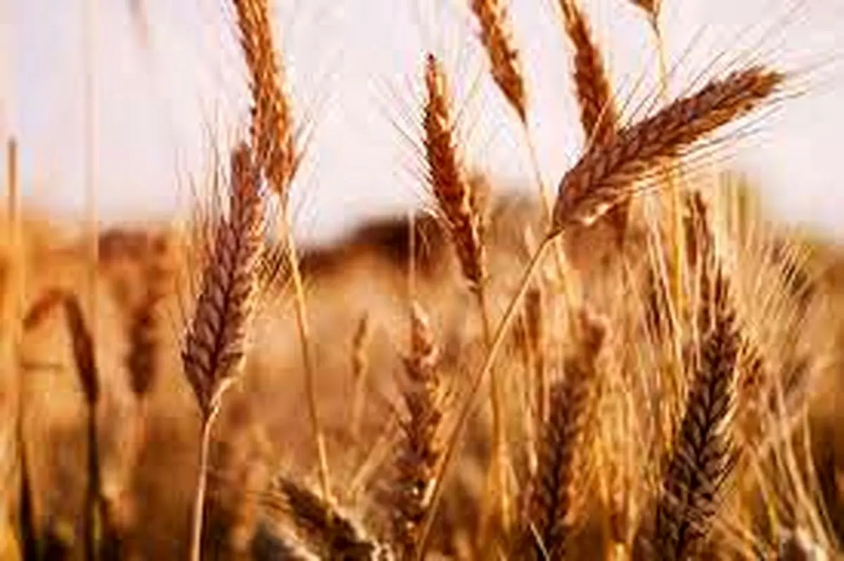 گندم در بازارهای جهانی گران شد/ کاهش صادرات گندم از سوی اوکراین