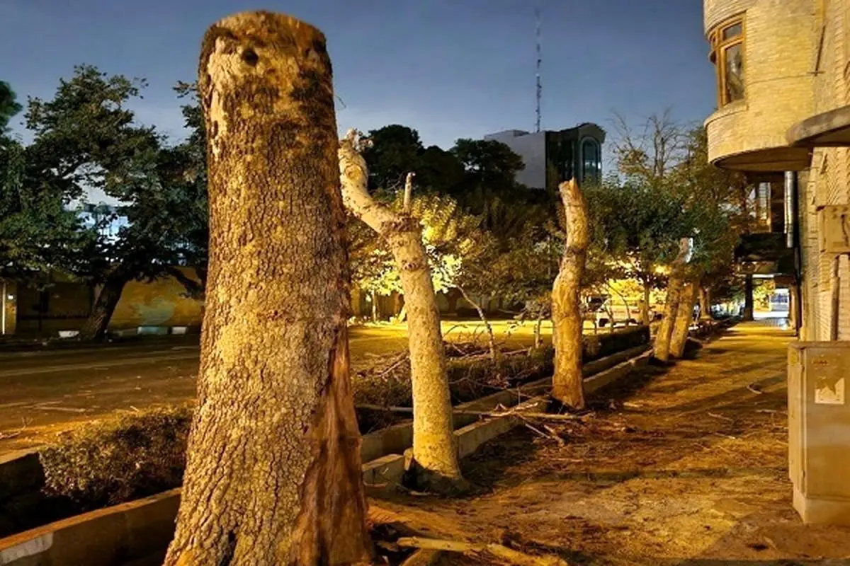 توضیح شهرداری تهران درباره قطع درختان خیابان ایتالیا؛ رفع خطر شدند!