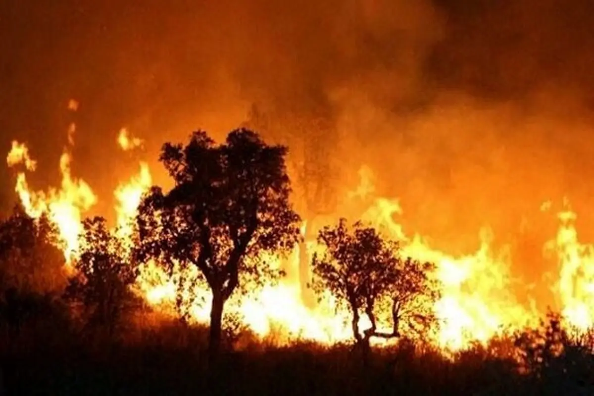 افزایش شمار قربانیان آتش‌سوزی جنگل‌های هاوایی به ۵۳ تن
