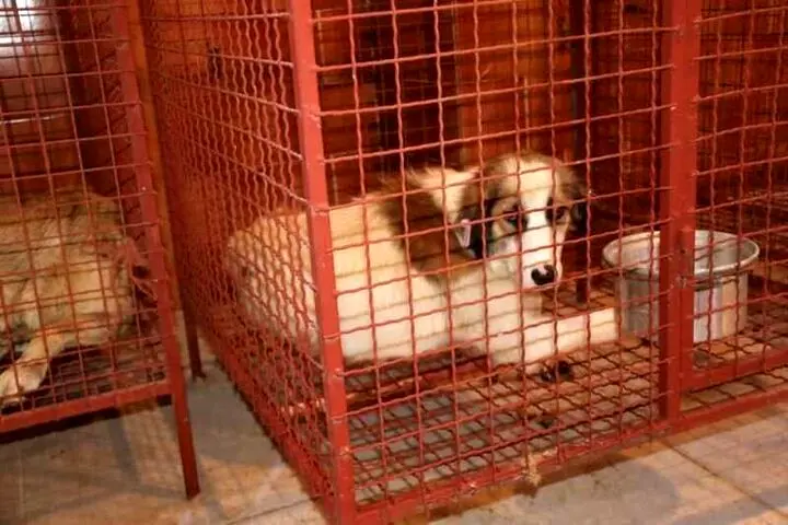واگذاری سگ‌های عقیم‌شده بی‌صاحب در سنندج