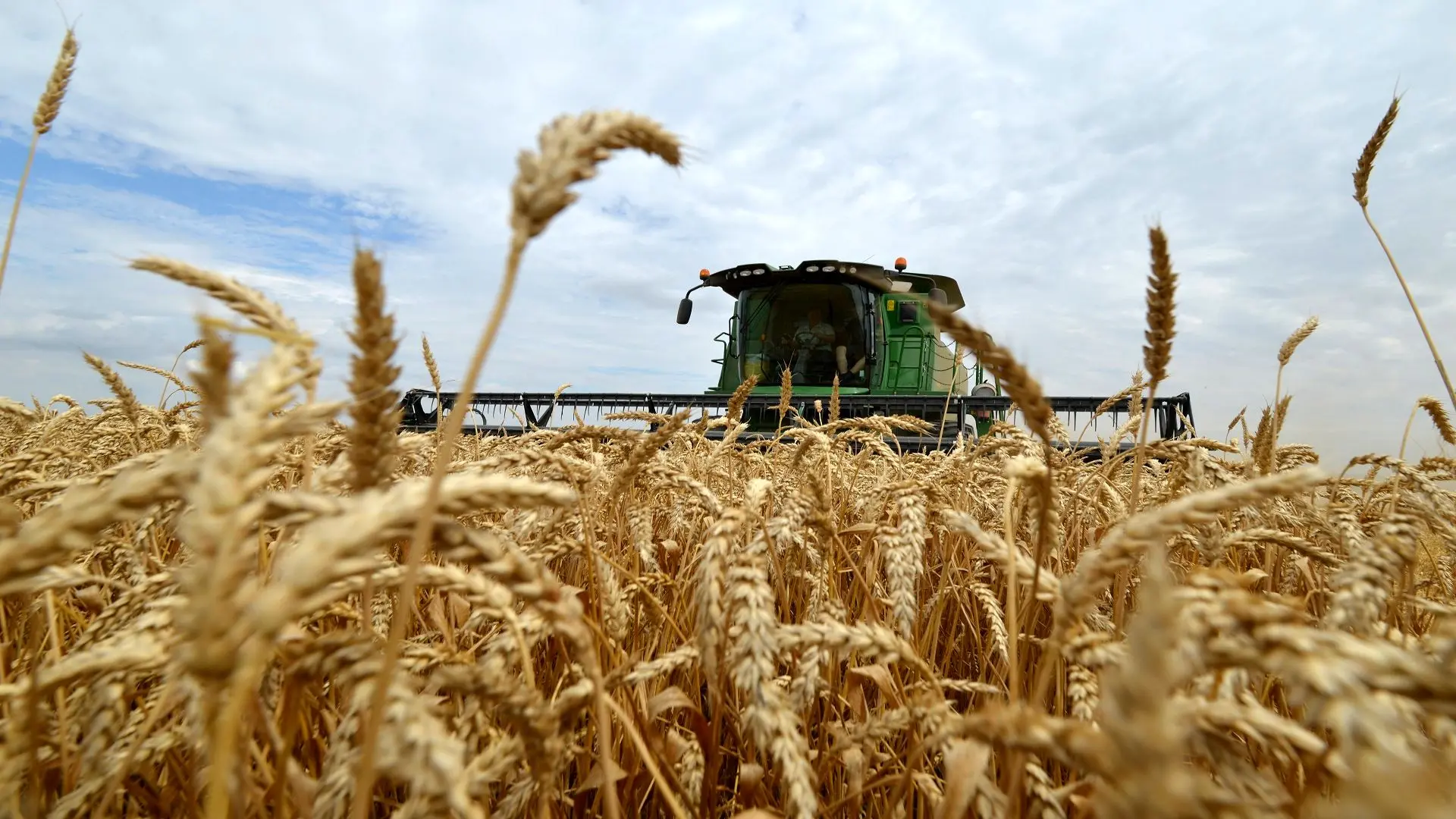 افزایش خرید گندم و گلزا / امسال وضعیت تولید گندم چگونه است؟