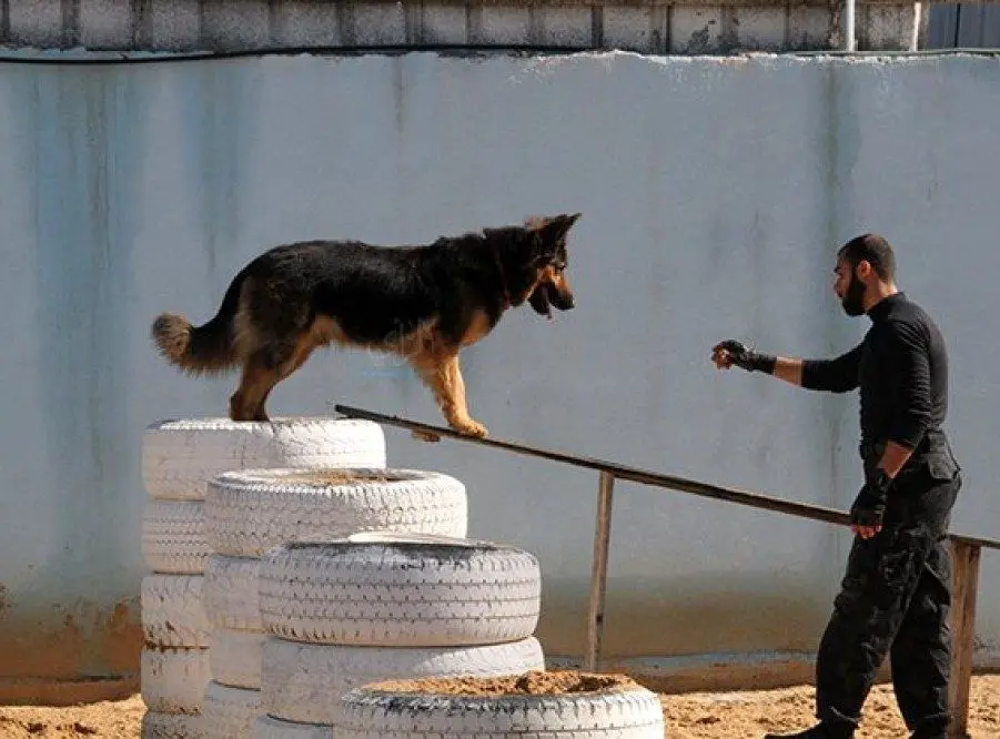 حربه موفق حماس برای مقابله با سگ‌های تعلیم‌دیده اسرائیل رسانه‌ای شد