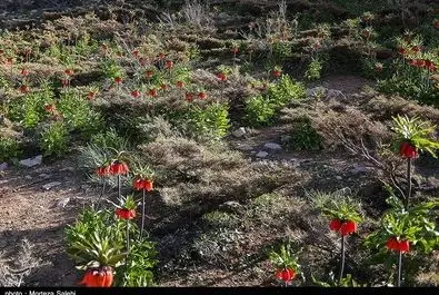 دشت لاله‌های واژگون اصفهان