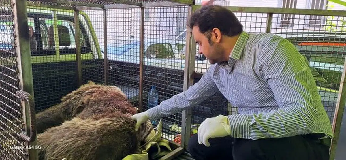 دیانتی‌نسب: خرس زخمی دنا به دلیل شدت جراحت تلف شد