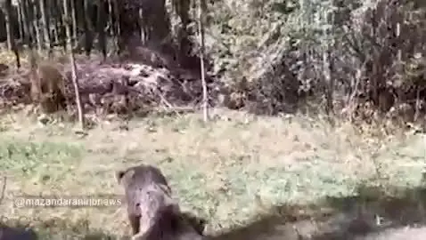 ببینید| تلف شدن دو قلاده خرس در آمل
