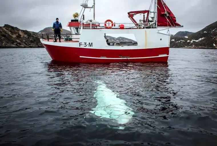 تصویر | این نهنگ متهم به جاسوسی برای روسیه است!