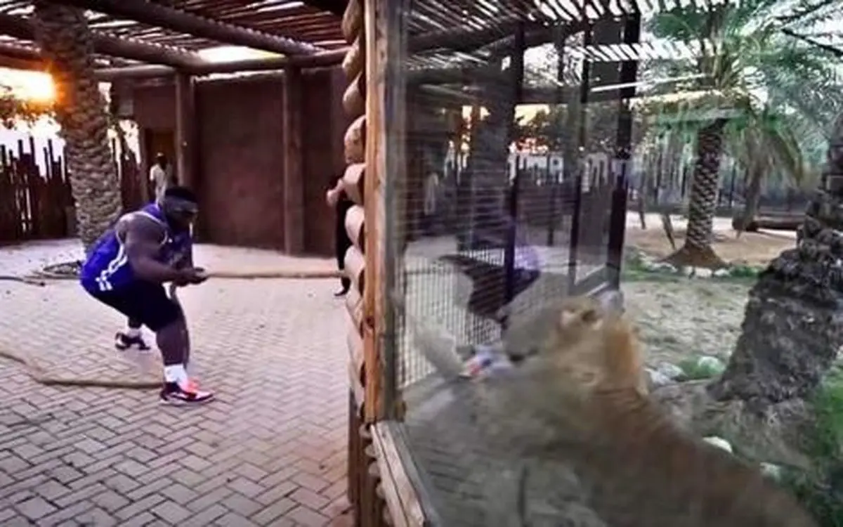 ببینید | مسابقه عجیب طناب‌کشی بین یک بدنساز و شیر جنگل
