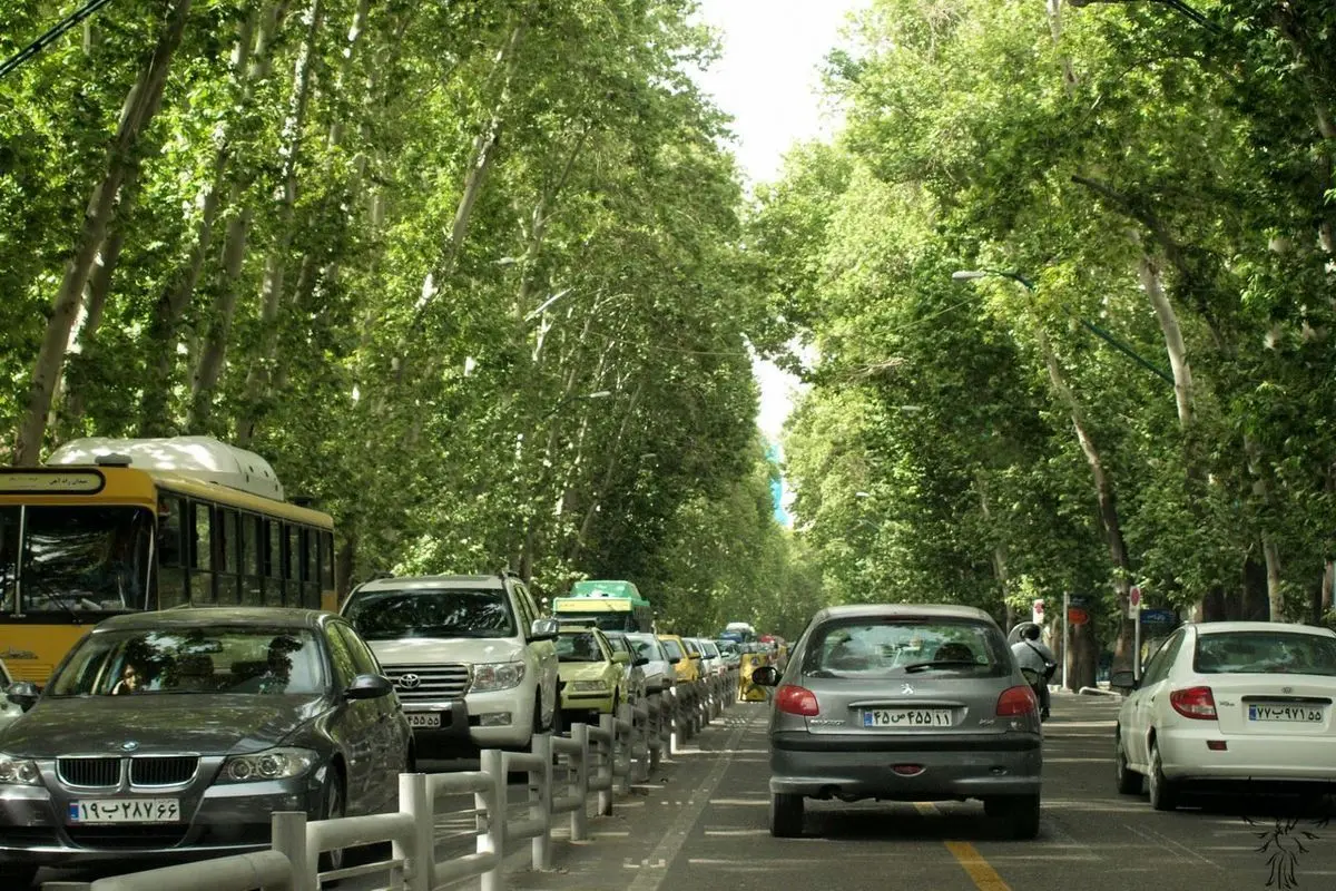 مرگ ۵۲ هزار چنار تهران در سکوت؛ هر درخت یک میلیارد تومان
