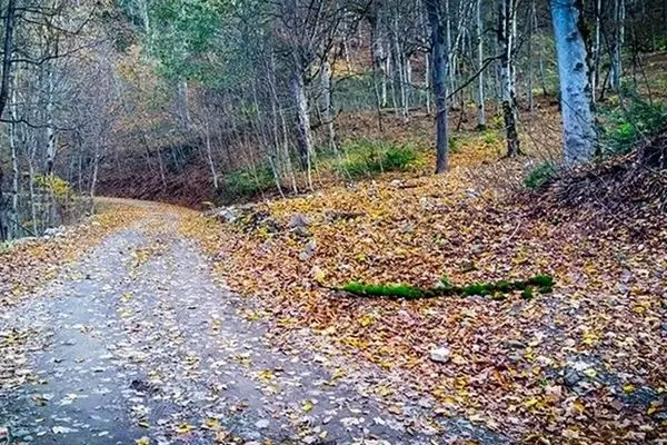  تمام مسیرهای منتهی به جنگل‌ها و مراتع نوشهر ‌تا اطلاع ثانوی مسدود شد