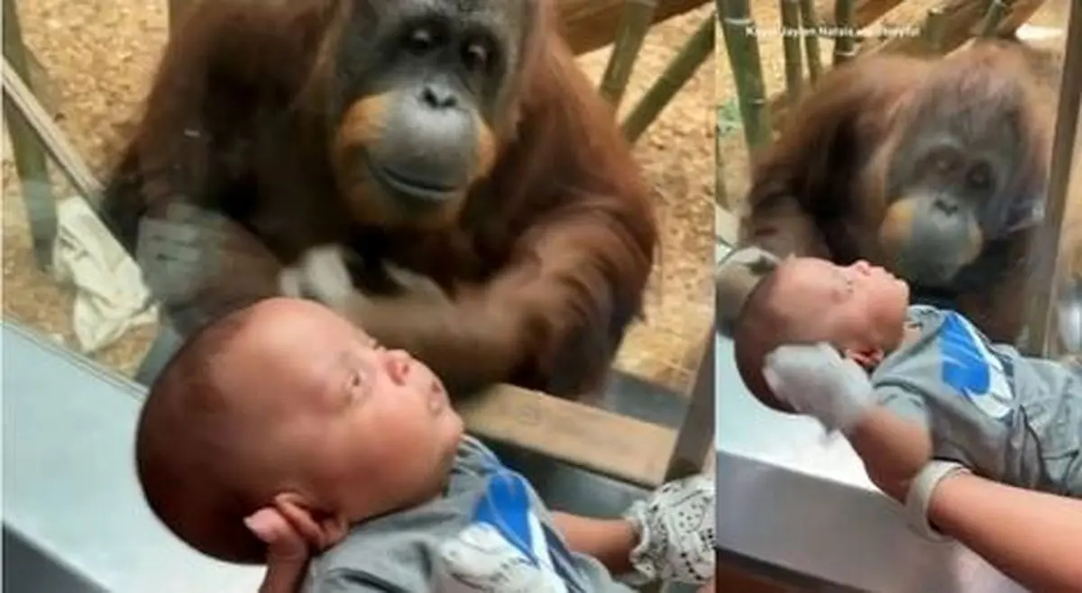 ابراز علاقه عجیب یک اورانگوتان ۳۵ ساله به نوزاد ۳ ماهه انسان! + فیلم