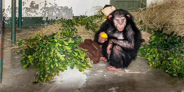 بازسازی جایگاه شامپانزه‌های باغ وحش ارم