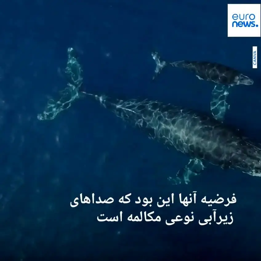 ببینید | اولین گفت‌وگوی دانشمندان با یک نهنگ!