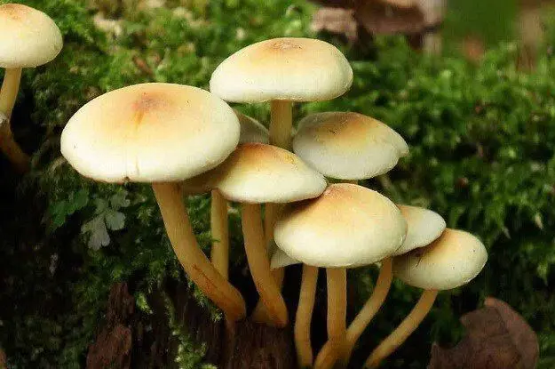 این قارچ‌ها را در فصل بهار نخورید