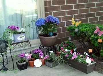 راهنمای کامل نگهداری از گل‌های آپارتمانی در فصل گرما