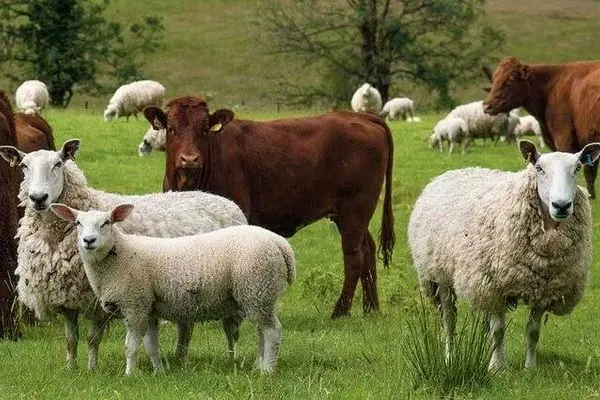 قیمت دام زنده امروز چهارشنبه ۱۲ آذر ۱۴۰۴