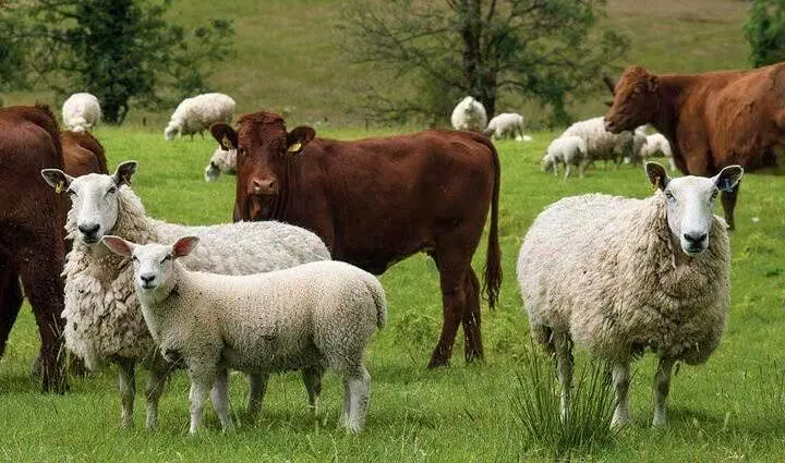 تومان،قيمت،گوساله،گوسفند