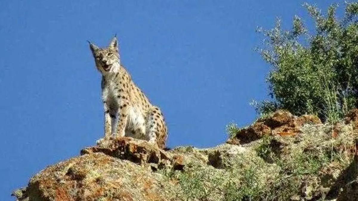 سیاهگوش ثبت ملی شد