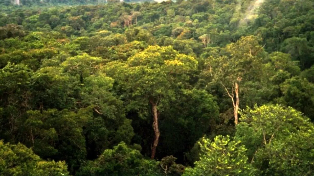 برنامه مدیریت پایدار جنگل تا یک ماه آینده آماده اجرا می‌شود