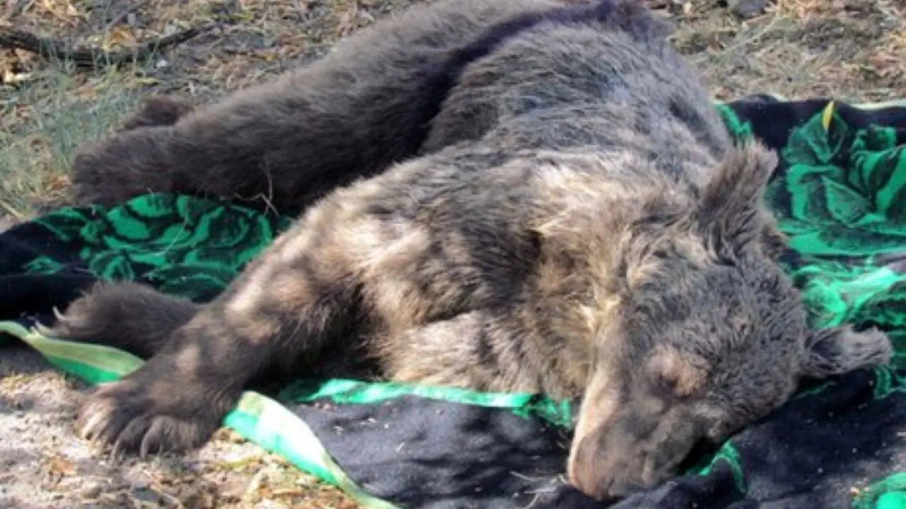 مرگ خرس قهوه‌ای در تصادف با خودرو در گیلانغرب