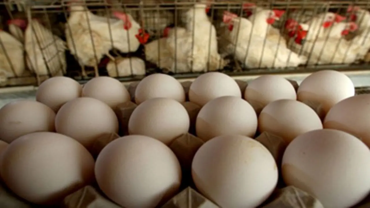 سرانه مصرف تخم‌مرغ به 198 عدد در سال افزایش یافت