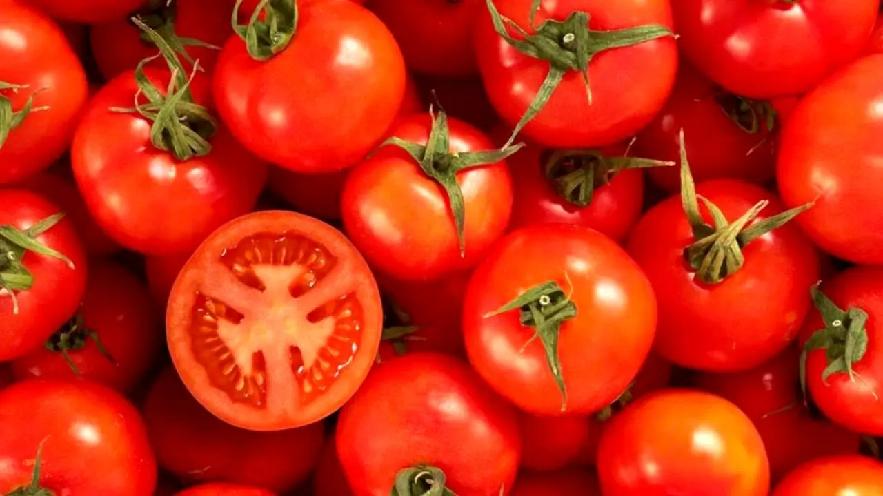 تعدیل قیمت گوجه‌فرنگی با ممنوعیت صادرات