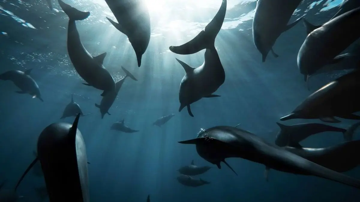 عکس روز نشنال جئوگرافیک، گله دلفین‌ها
