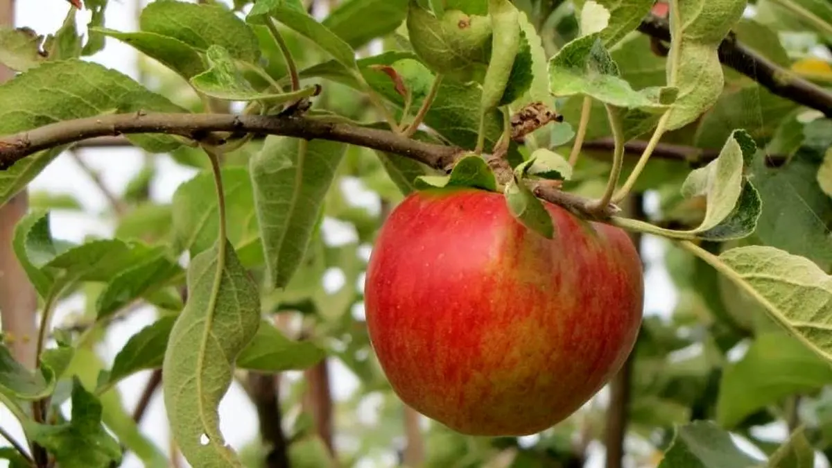 کاهش 40 درصدی تولید سیب به دلیل سرمازدگی/ صادرات سیب مربوط به محصول امسال نیست/ افزایش چهار برابری هزینه حمل و نقل نسبت به سال گذشته