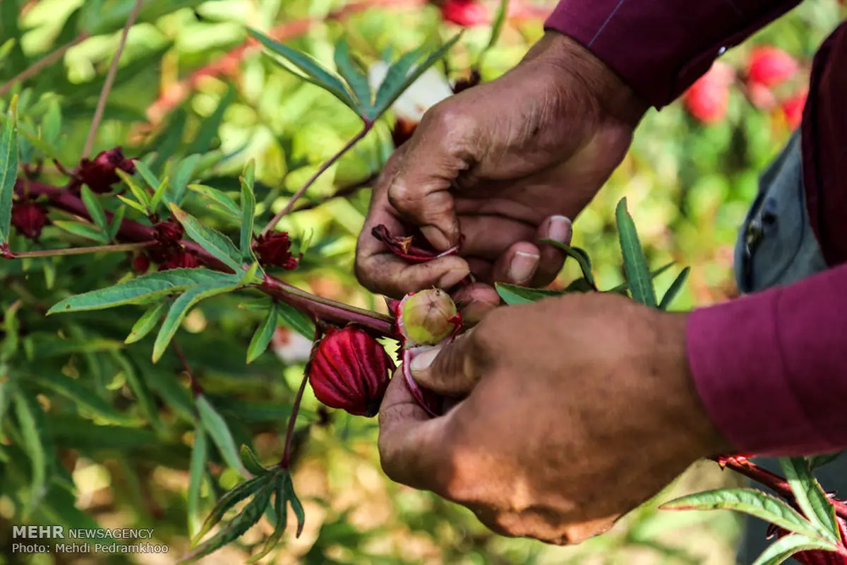 برداشت چای قرمز