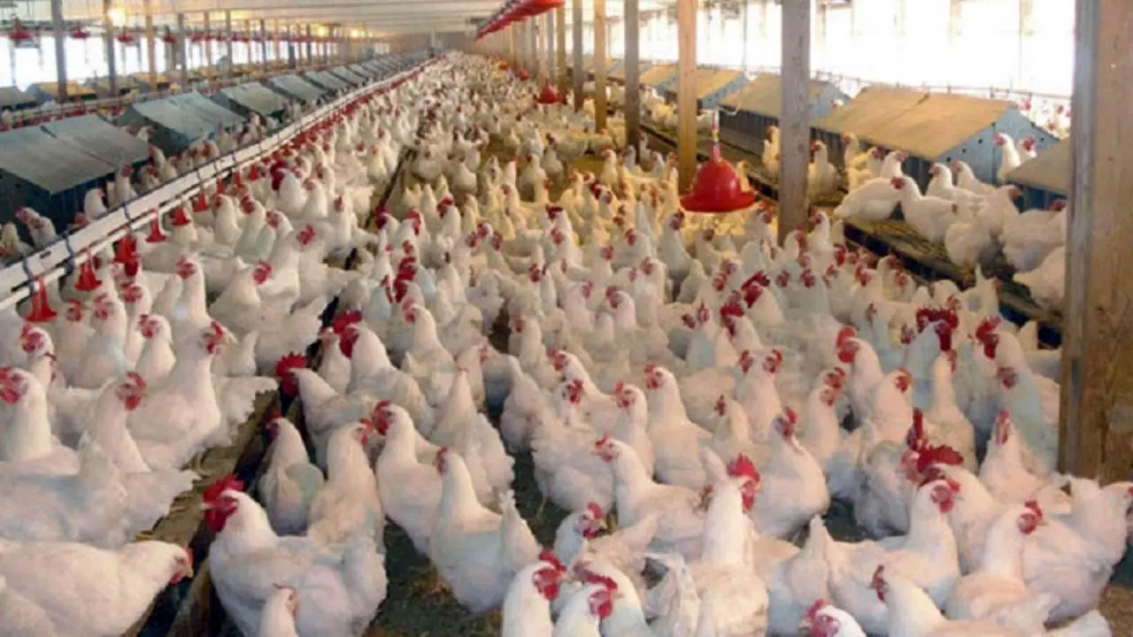 افزایش 27.48 درصدی تورم فصلی محصولات مرغداری