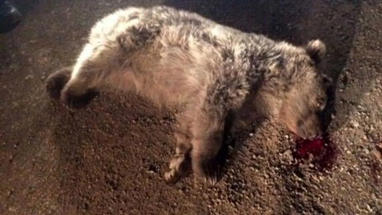 خرس قهوه‌ای قربانی تصادف جاده‌ای در شاهرود