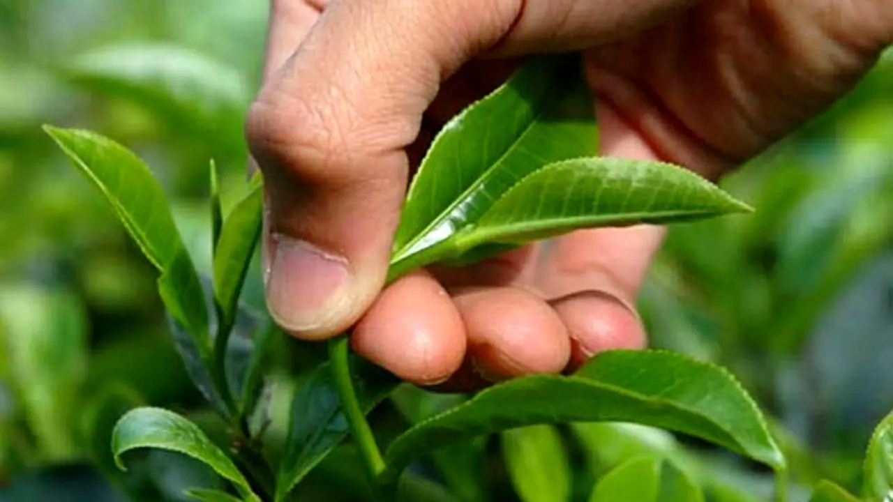 یک چهارم چای مصرفی تولید داخل است/پرداخت 94 درصد از مطالبات چایکاران