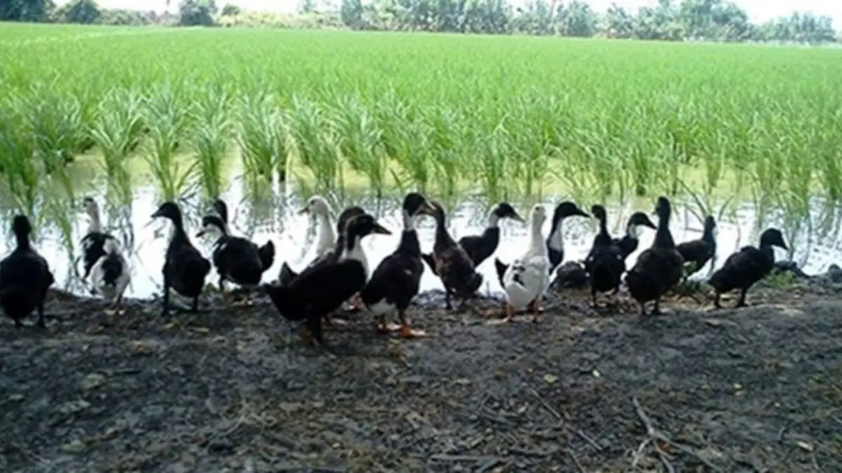 ممنوعیت پرورش اردک در شالیزارهای مازندران