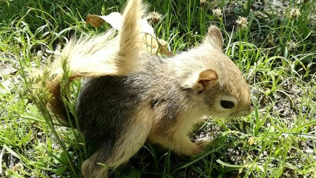 وجود سنجاب‌ها سبب خسارت جدی به محصولات باغی می‌شود