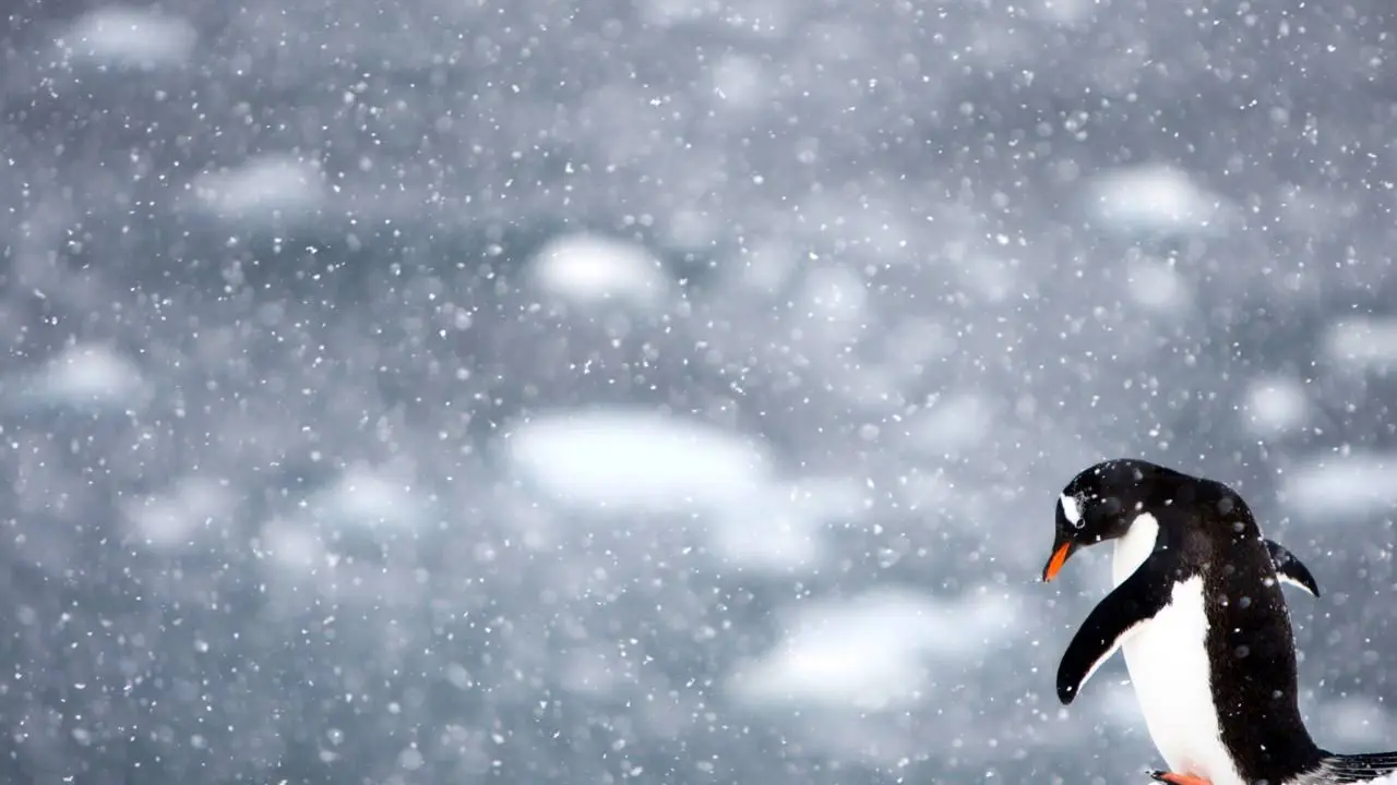 پنگوئن افسرده‌ای که خودکشی کرد+ویدئو
